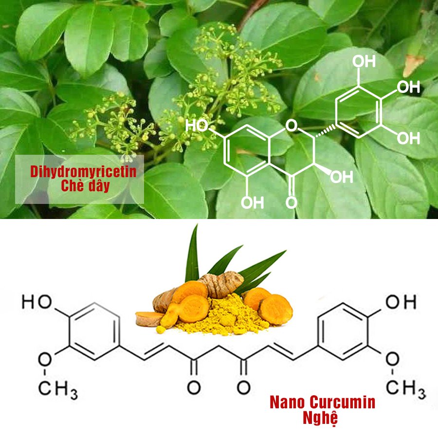 Nano Curcumin kết hợp Chè dây hỗ trợ giảm các triệu chứng viêm đại tràng hiệu quả